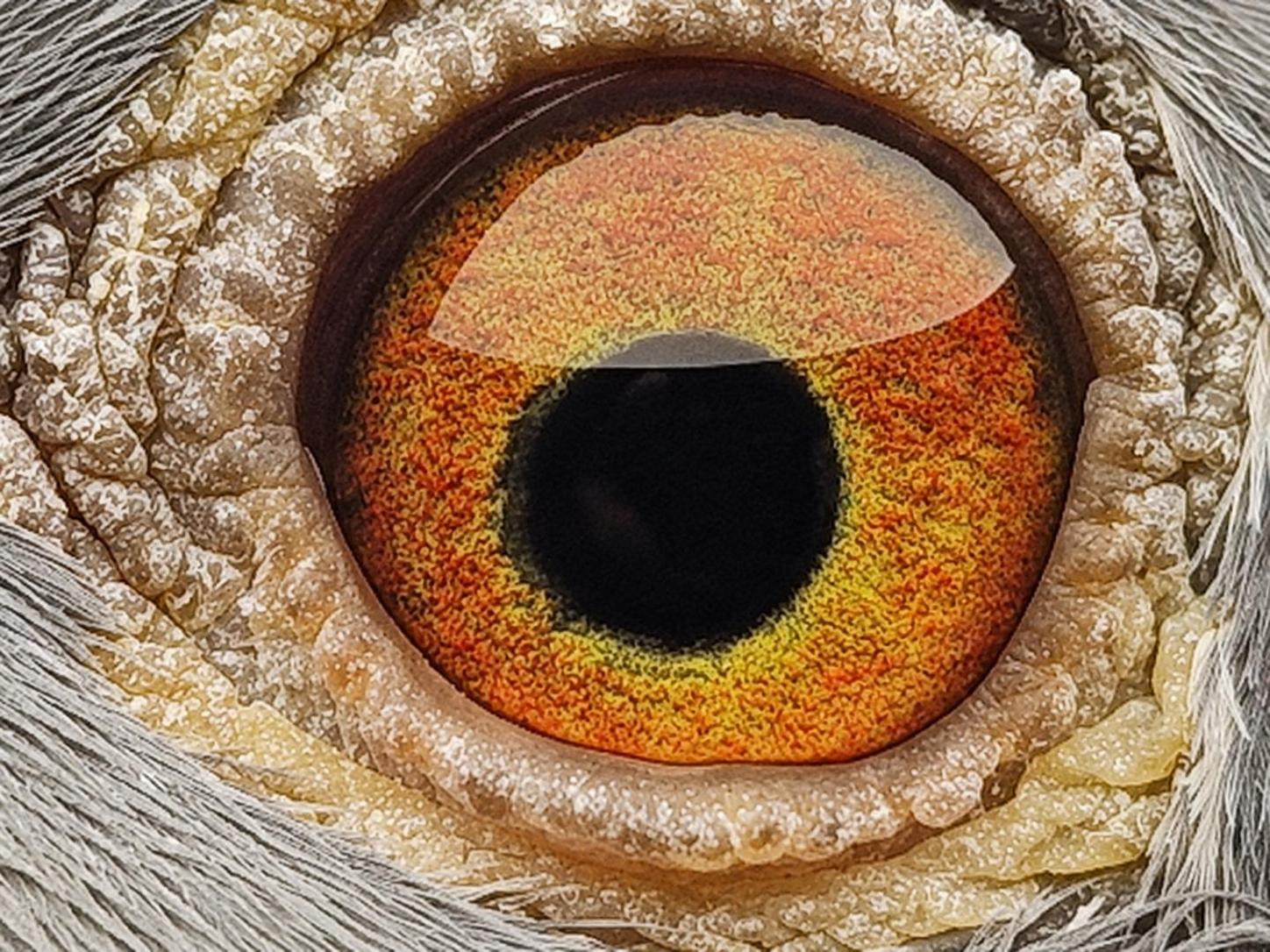 Pigeon eye